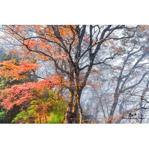 山毛櫸