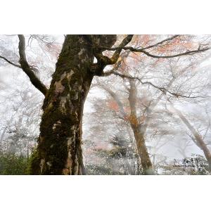 山毛櫸