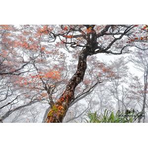 山毛櫸