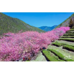 武陵農場