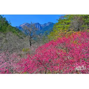 武陵農場