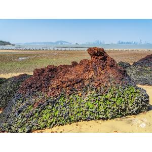 貓公石海岸