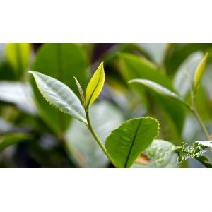 茶葉
