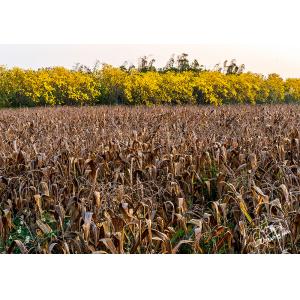 嘉義黃花風鈴木