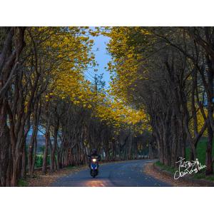黃花風鈴木