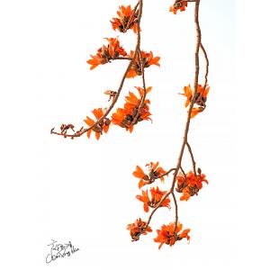 木棉花