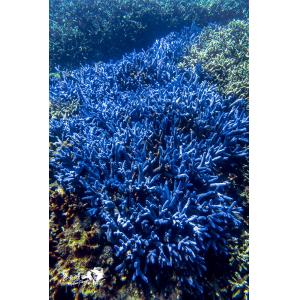 澎湖南方四島