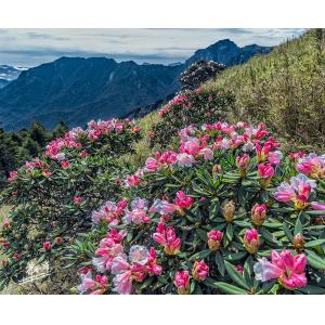合歡山