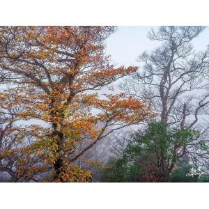 太平山山毛櫸