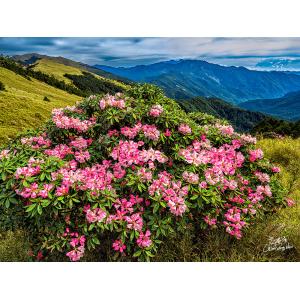 合歡山花季