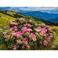 合歡山花季