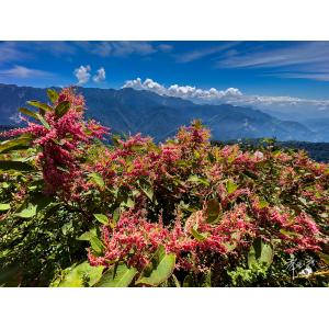 合歡山