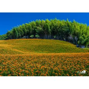 花蓮玉里