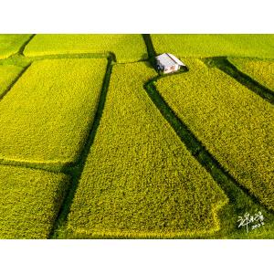 花連新社
