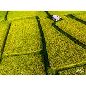 花連新社