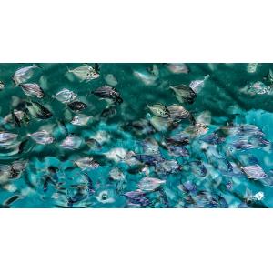 魚