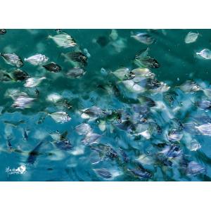 魚