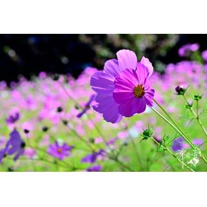 波斯菊