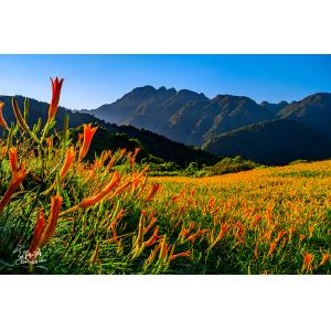 花連富里