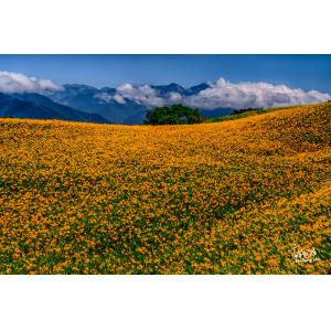 花連富里