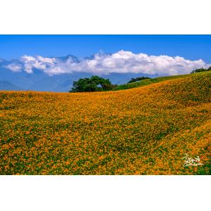 花連富里