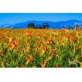 花蓮富里